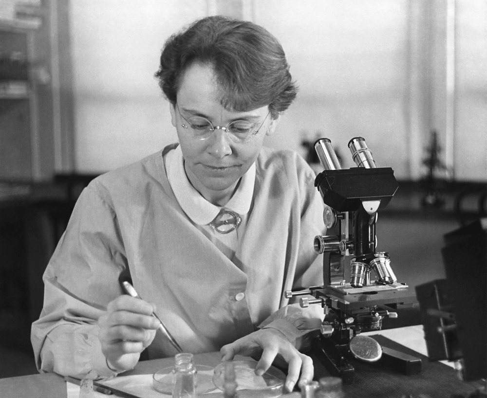 Barbara McClintock, in round spectacles and a buttoned smock, leans over a bench holding a slender pipette above two petri dishes and a small bottle; a binocular microscope stands at her left beneath a bright window. Archive photograph, 1947.
